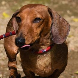 Dachshunds from Bulldach Kennels AZ
