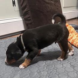 Appenzeller Sennenhund Puppies from HussarRidge