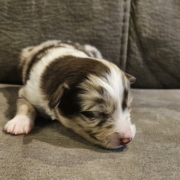 Levi - Red merle male Toy Australian Shepherd puppy in Crooksville, Ohio from West View Toy Aussies