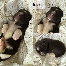 Dozer - White and brown male Newfoundland puppy in Goodhue, Minnesota from Claypits Newfoundlands