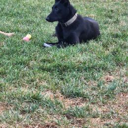 xDutch Shepherd puppies from Mountainside Working Dogs