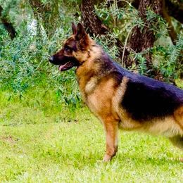 German Shepherds from Diane's German Shepherds