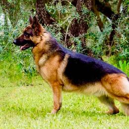 German Shepherds from Diane's German Shepherds