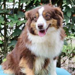 Tater  - Miniature American Shepherd