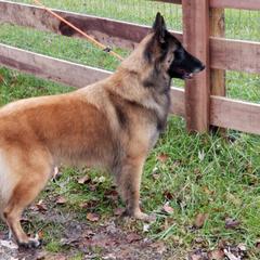 Lola - Belgian Tervuren