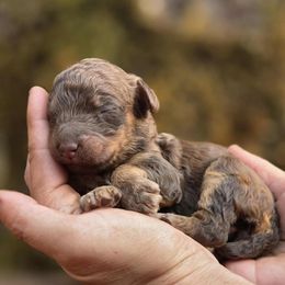Cluck - Purple Collar - Phantom female Poodle puppy in Springfield, Oregon from Valaurah Farms