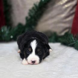 Maple - Red tri female Miniature Australian Shepherd puppy in Killen, Alabama from Wilkers Wholehearted Mini Aussies