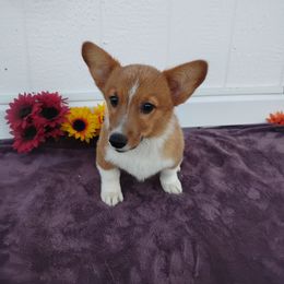 Bacon - Red male Pembroke Welsh Corgi puppy in Wittmann, Arizona from Dream Catcher Corgis