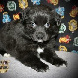 Amor - Black & white male Miniature Australian Shepherd puppy in El Dorado Springs, Missouri from HP Aussie Kennels
