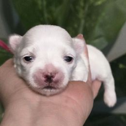Apple -Fully health tested parents - White female Maltese puppy in Greenville, North Carolina from Amanda's Sugar Sweet Puppies