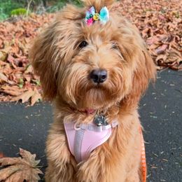 Porsche - Goldendoodle