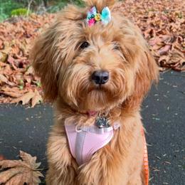 Porsche - Goldendoodle