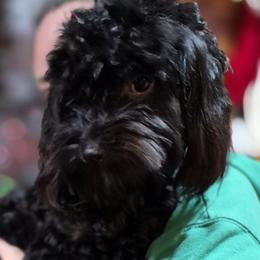 Havanese Puppies from Darrtfarms