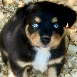 Merlin - Black tri male Miniature Australian Shepherd puppy in Patterson, North Carolina from DreamLine Aussies