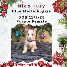 Purple female - Blue merle and white female American Corgi puppy in Campbellsburg, Indiana from Kates Corgis