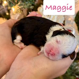 Maggie - Tri-color female Bernedoodle puppy in Auburndale, Florida from Florida Mini Bernedoodles