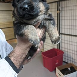 German Shepherd Puppies from Khanguard German Shepherds