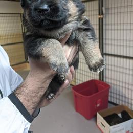 German Shepherd Puppies from Khanguard German Shepherds