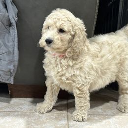 Anna - Cream female Goldendoodle puppy in Owenton, Kentucky from Elagant Acres