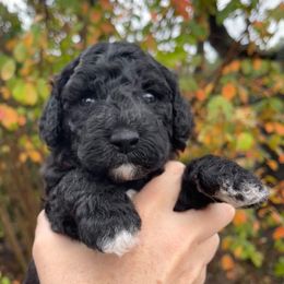 Red - Black and white female Sheepadoodle puppy in Archer, Florida from Gainesville Sheepadoodles