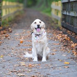 Bella - Golden Retriever