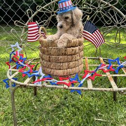 Victoria - Gold female Labradoodle puppy in Waco, Texas from River Run Labradoodles