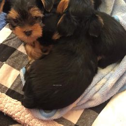 Yorkshire Terrier Puppies from Elite's Touch of Klas Yorkies