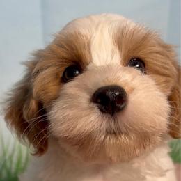 Bailey - Red male Havanese puppy in Clermont, Florida from Country Sweet Havanese and Creative Coaching