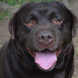 Labrador Retrievers from Anaquassacook Labradors