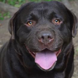 Labrador Retrievers from Anaquassacook Labradors