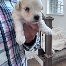 Male 4 - White male Miniature Schnauzer puppy in Seagoville, Texas from JC miniature schnauzers