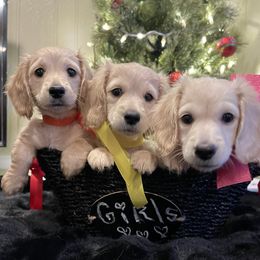 Yellow ribbon girl - Cream female Dachshund puppy in Lenoir, North Carolina from Dackel Land Dachshunds