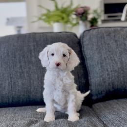 Aspen - Parti female Goldendoodle puppy in St George, Utah from Doodle Bears of Southern Utah