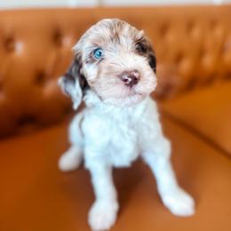 Vesper - Merle male Goldendoodle puppy in Soddy Daisy, Tennessee from The W Doods