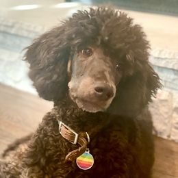 Coco - Poodle
