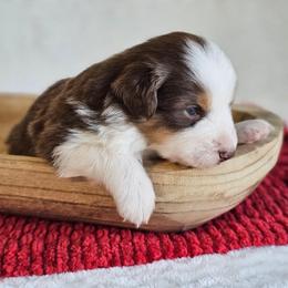 Rhett - Red tri-color male Australian Shepherd puppy in Mountain Grove, Missouri from K Bar H Farms