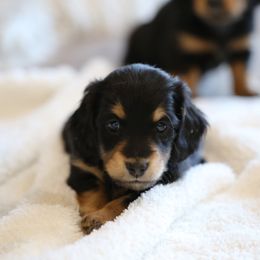 Dachshund Puppies from Gem State Mini Dachshunds