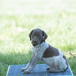 German Shorthaired Pointer and Vizsla Puppies from Nosam Kennels