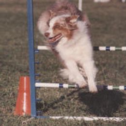 Australian Shepherd All Grown Up from Tyedyed Aussies
