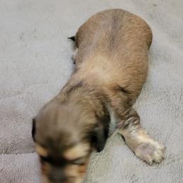 Dachshund Puppies from CLARK'S BREEDING PROGRAM