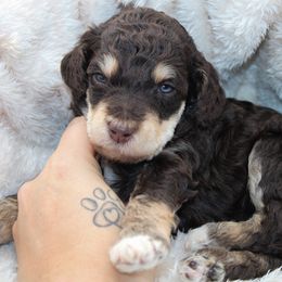 Butterfinger - Phantom male Poodle puppy in Mount Sterling, Kentucky from Curly Country Poodles