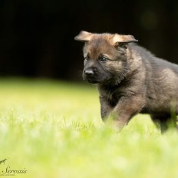 Boy 3 - Sable German Shepherd puppy in Franklin, Vermont from Vom Kiefernhaus