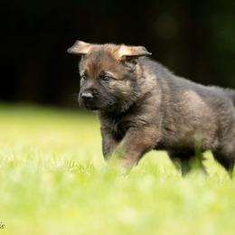 Boy 3 - Sable German Shepherd puppy in Franklin, Vermont from Vom Kiefernhaus