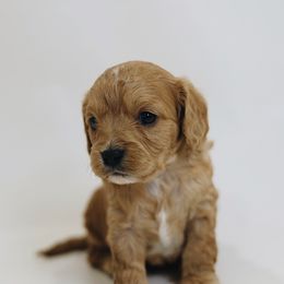 Arnold Schwartznegger - Apricot male Cavapoo puppy in Pleasant Grove, Utah from Canterbury Canines