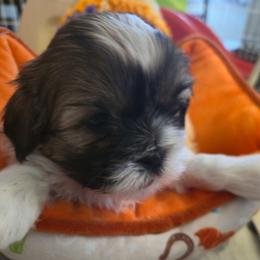 Girl 2 - Tricolor female Shih Tzu puppy in Filer, Idaho from Shih Tzu Kennels