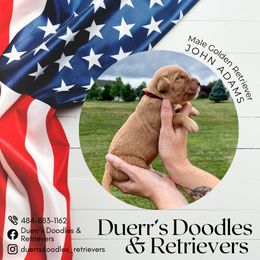 Goldendoodle and Golden Retriever Puppies from Duerr's Doodles & Retrievers