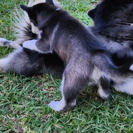 Pomsky Puppies from Way too cute Pomskies