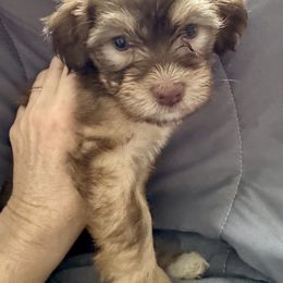 Girl 2 - Chocolate sable Havanese puppy in Walpole, Massachusetts from Golden Glen Havanese