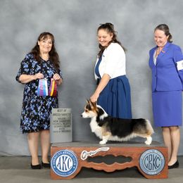 Chip - Pembroke Welsh Corgi