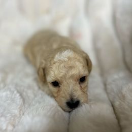 Mr. Fudge - Brown and tan male Cockapoo puppy in Humble, Texas from DoodlePuppiesTX